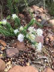 Agathosma lanceolata
