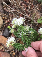 Agathosma lanceolata