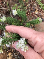 Agathosma lanceolata