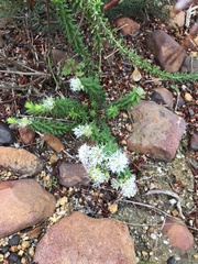 Agathosma lanceolata