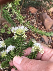 Agathosma lanceolata