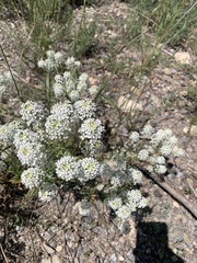 Lepidium thurberi
