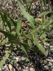 Lepidium thurberi