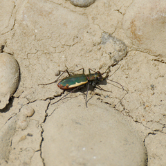 Cicindela marginipennis