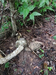 Ibervillea hypoleuca