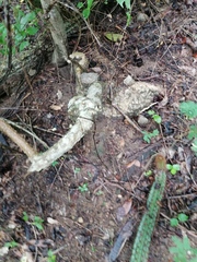 Ibervillea hypoleuca