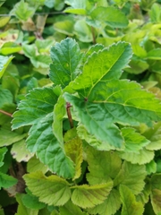 Ligusticum scothicum