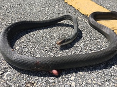Coluber constrictor paludicola