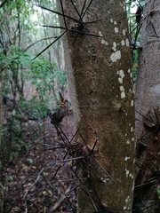 Xylosma flexuosa