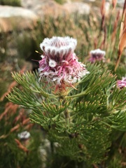 Serruria hirsuta