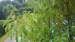 Cornus capitata