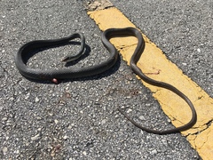 Coluber constrictor paludicola