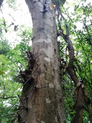 Xylosma flexuosa