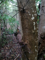 Xylosma flexuosa