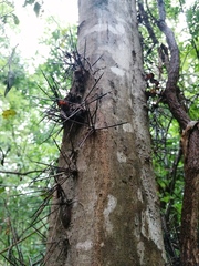 Xylosma flexuosa