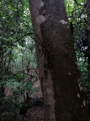 Xylosma flexuosa