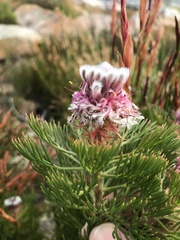 Serruria hirsuta