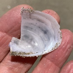 Periploma planiusculum