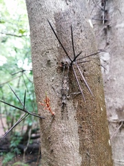 Xylosma flexuosa