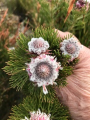 Serruria hirsuta