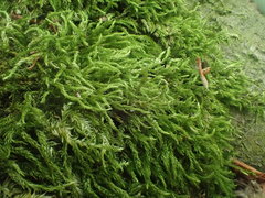 Cirriphyllum crassinervium