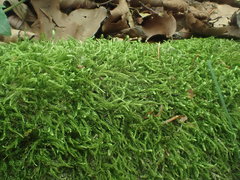 Cirriphyllum crassinervium