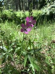Sidalcea neomexicana