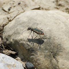 Cicindela marginipennis