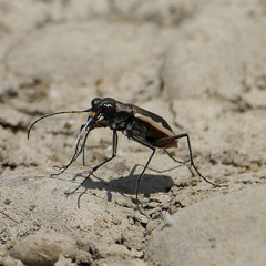 Cicindela marginipennis