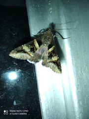 Melipotis perpendicularis