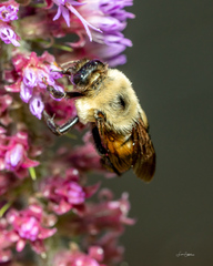 Bombus griseocollis