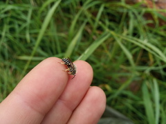 Anthidium punctatum