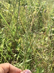 Lespedeza leptostachya