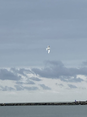 Thalasseus sandvicensis