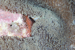 Amphiprion chrysopterus