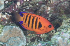 Centropyge loriculus