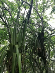 Tillandsia huamelulaensis