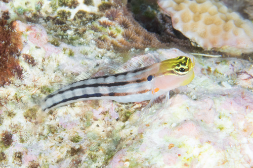 Axelrod's clown blenny (Ecsenius axelrodi) — Blenniidae — 2