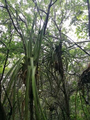 Tillandsia huamelulaensis