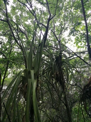 Tillandsia huamelulaensis