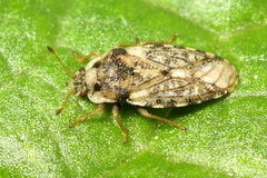 Parapiesma cinereum