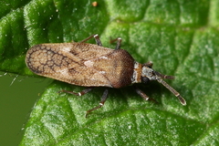 Leptoypha mutica