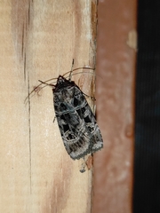 Pseudohermonassa melancholica