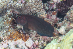 Cirripectes stigmaticus