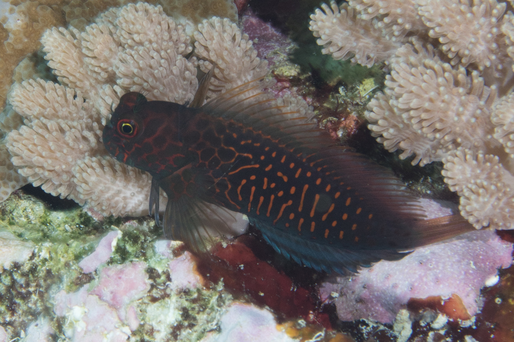 Red-streaked blenny (Cirripectes stigmaticus) — Blenniidae
