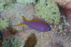 Mirolabrichthys tuka