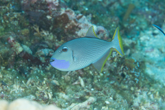 Xanthichthys auromarginatus
