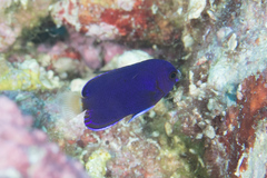 Centropyge fisheri