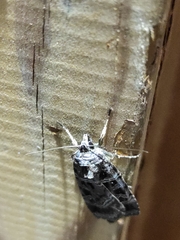 Pseudohermonassa melancholica