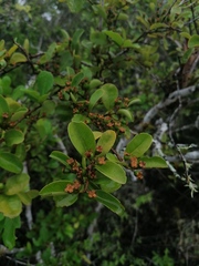 Crossopetalum